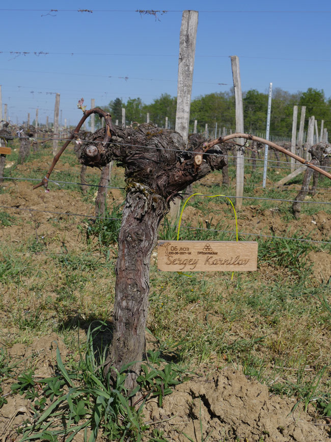 Виноградник на урожай